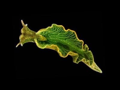 Θαλάσσια σαλιγκάρια διαλύονται λόγω της οξίνισης των ωκεανών